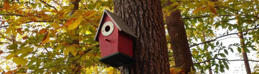 The First Birdhouse